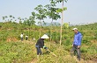 Cao su Đông Bắc, những bước đi thận trọng